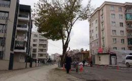 Yol ortasında kalan asırlık ağaç korumaya alındı
