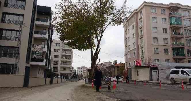 Yol ortasında kalan asırlık ağaç korumaya alındı