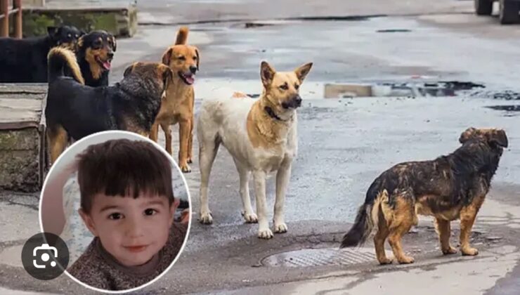 Van’da Köpek Saldırısı Sonrası Yanıltıcı Haberlere Soruşturma Başlatıldı
